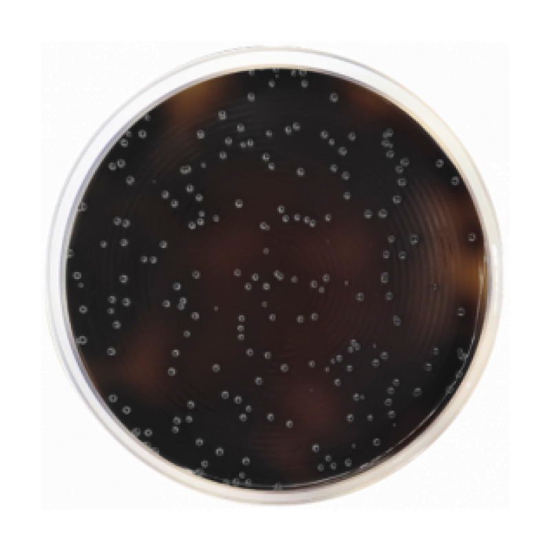 Listeria Agar Base Oxford ISO