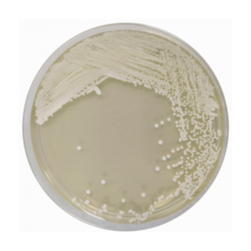 Sabouraud Chloramphenicol Dextrose Agar EP/USP/ISO