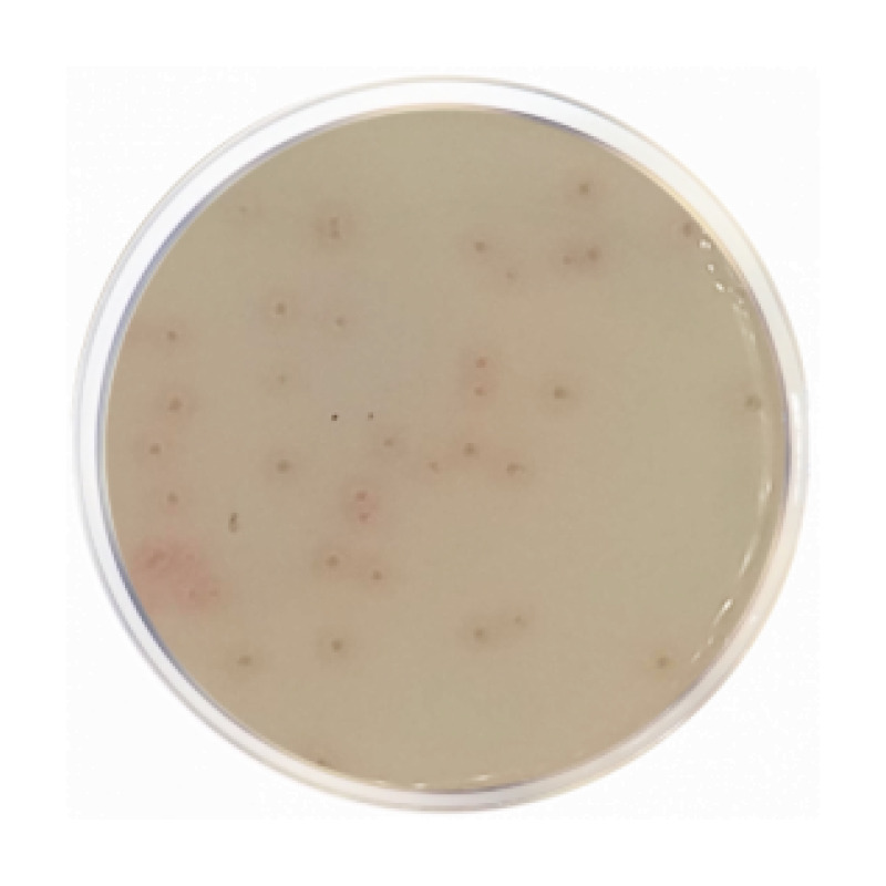 Endo LES Agar Base