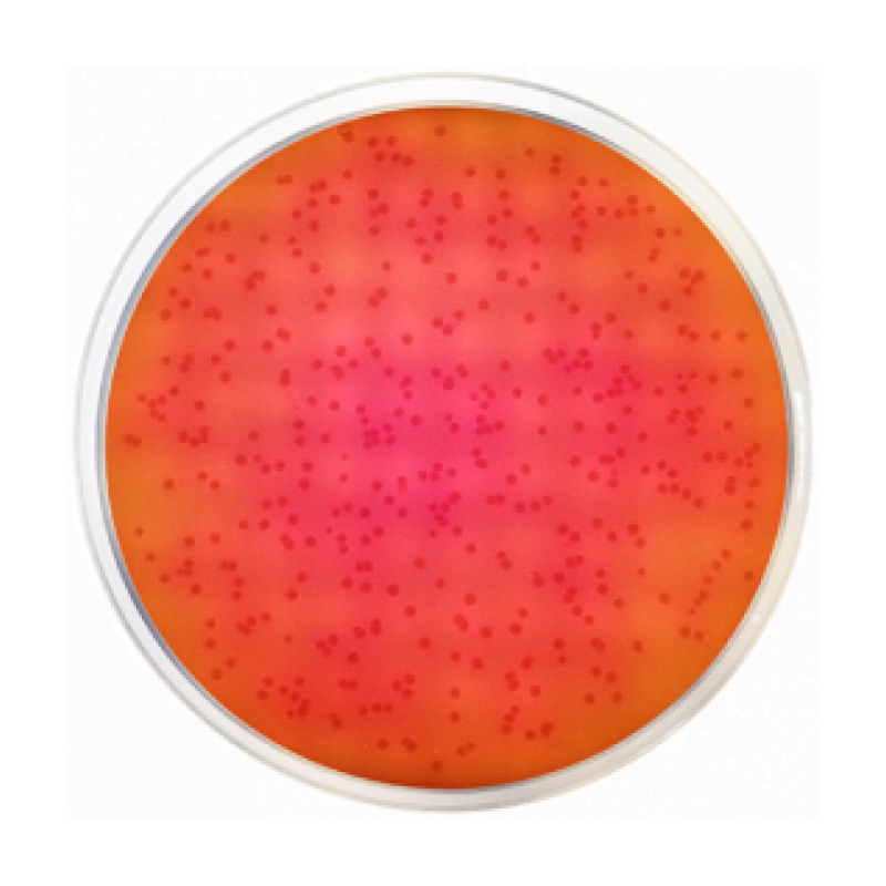 Brilliant Green Agar Modified ISO