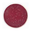 Columbia CNA Agar Base