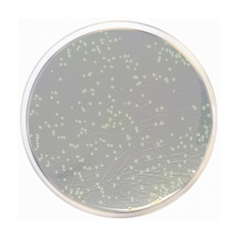 Nutrient Agar ISO