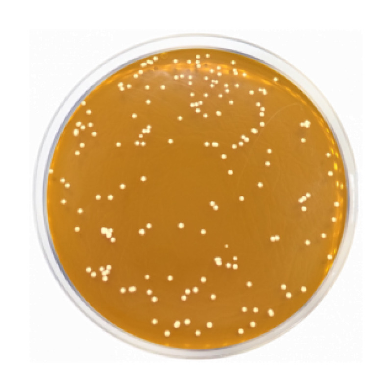 Dermatophytes Agar Base