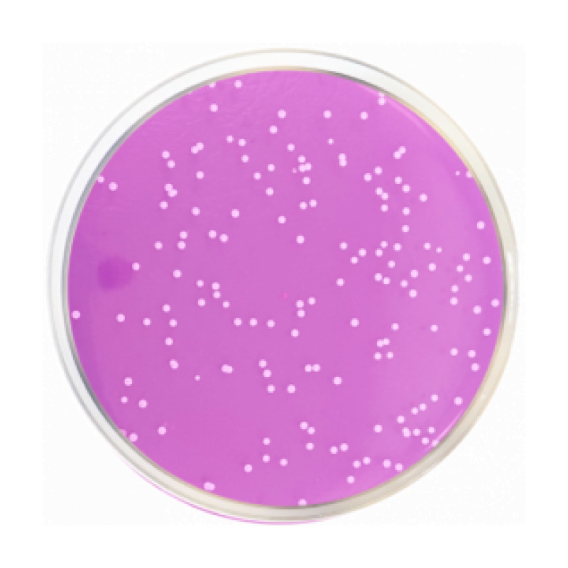 Rose Bengal Agar + Chloramphenicol + Dichloran (DRBC Agar) ISO