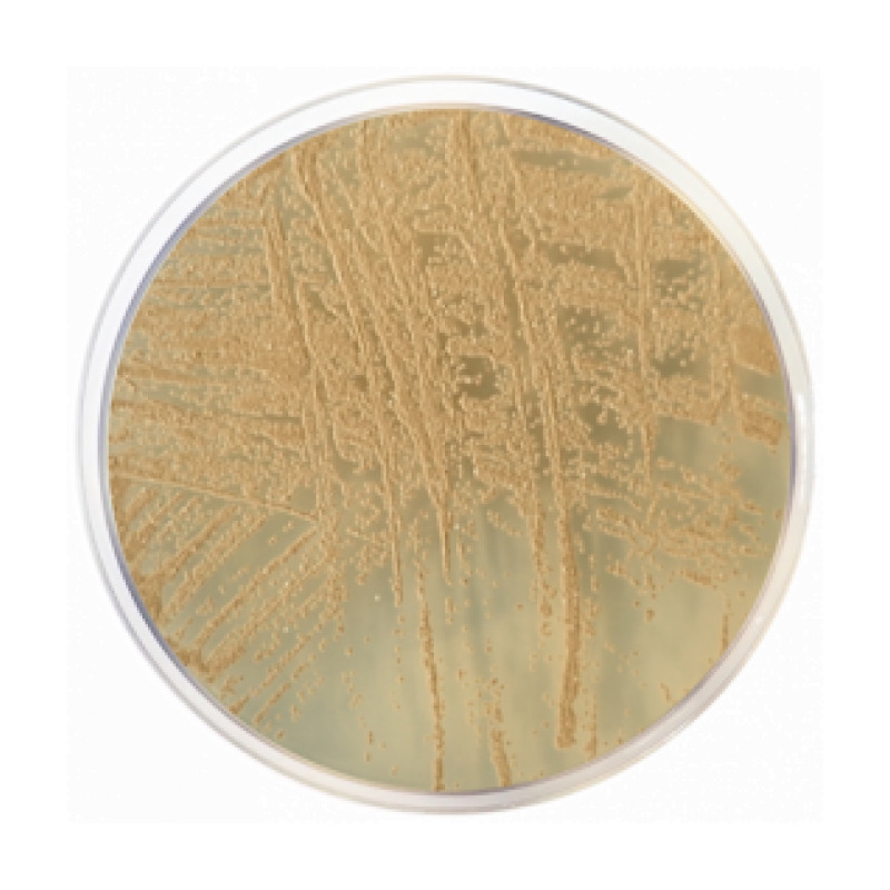 Dichloran Glycerol Agar (DG 18) ISO