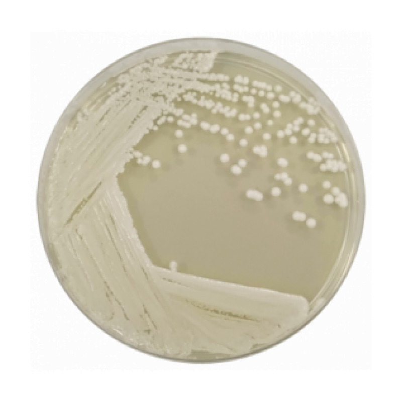 Sabouraud Dextrose Agar 2%