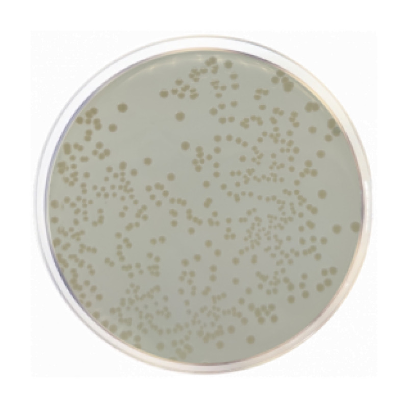 Standard Nutrient Agar I
