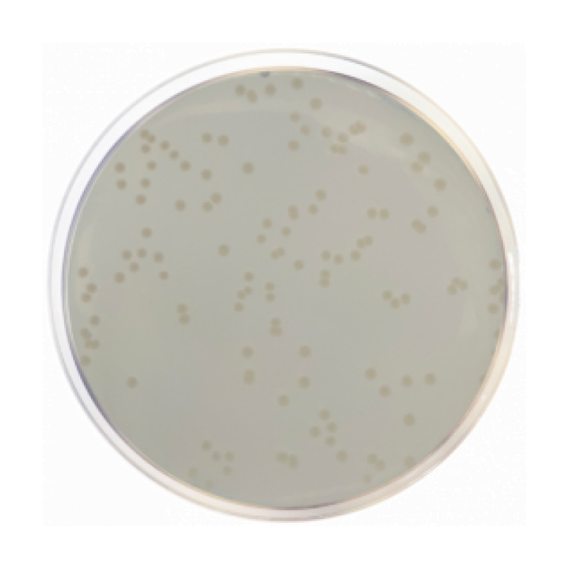 Standard Count Agar