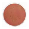 Modified Salmonella Shigella Agar