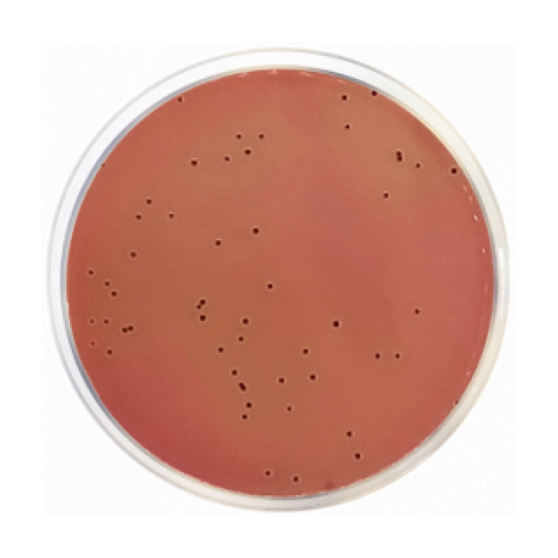 Modified Salmonella Shigella Agar
