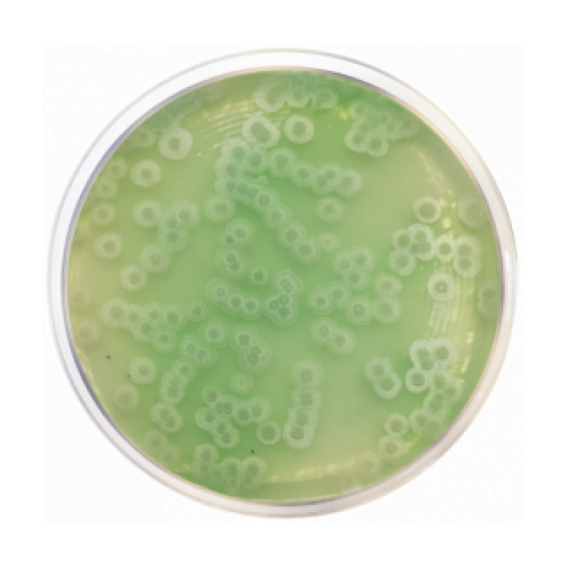 Gelysate Agar (Plate Count Agar Sugar Free)