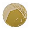 Yeast Mold Agar