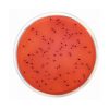 XLD Agar (Xylose Lysine Desoxycholate Agar) ISO