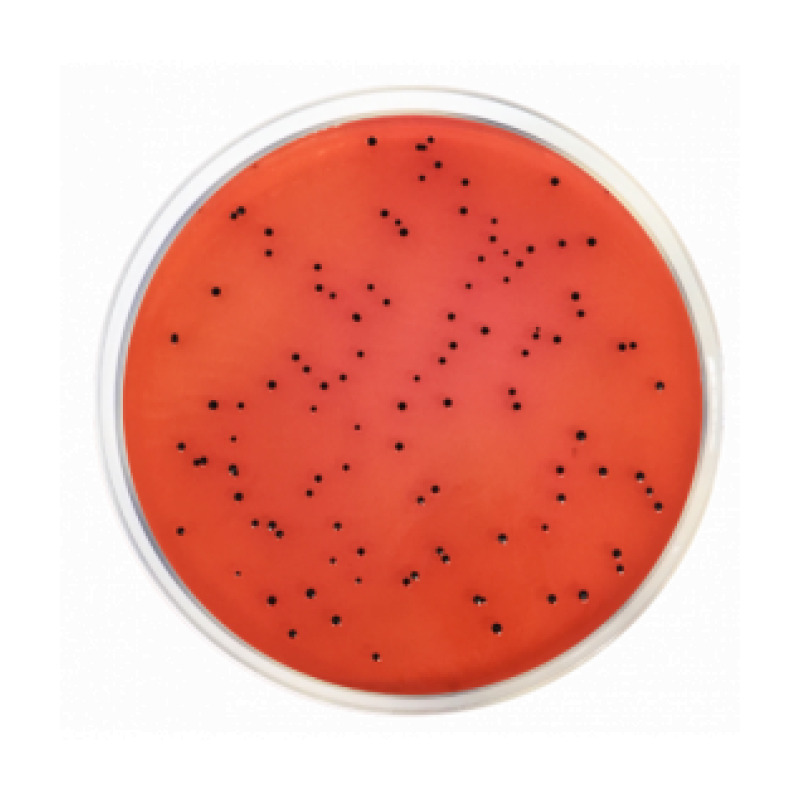 XLD Agar (Xylose Lysine Desoxycholate Agar) ISO