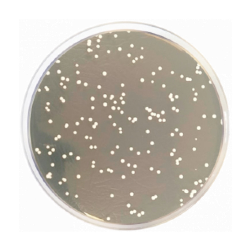 Chloramphenicol Agar (YGC Agar) ISO
