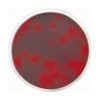 CLED Agar with Andrade´s Indicator