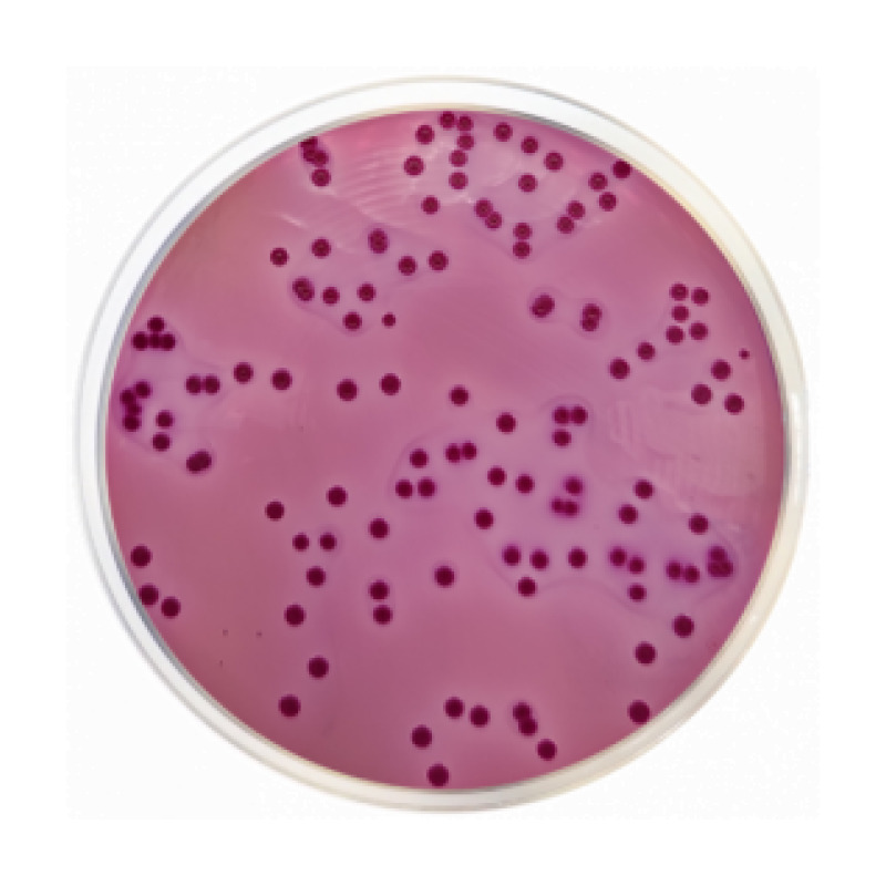 Violet Red Bile with Lactose Agar + MUG