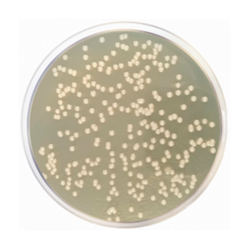 Nutrient Agar Dev Regulations