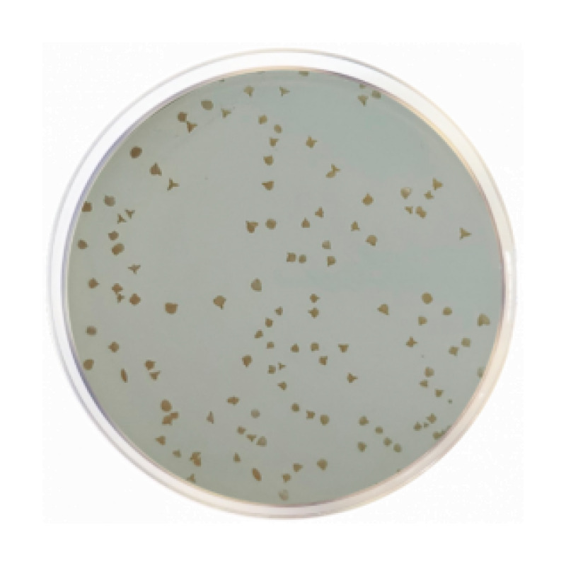 Wort Agar