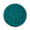 Agar Base Aeromonas (RYAN)