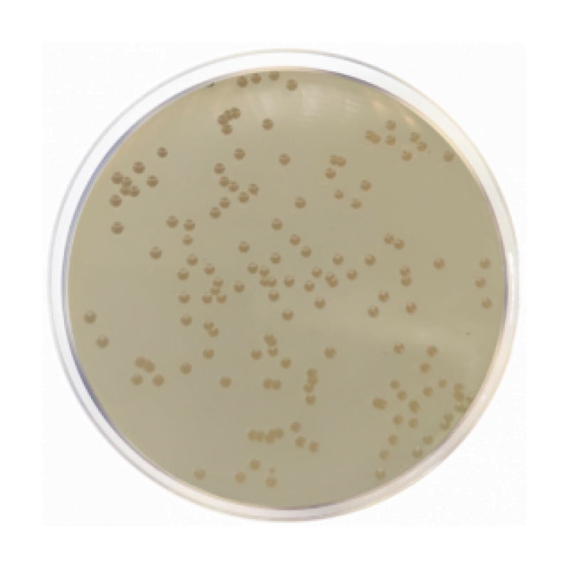 Haemophilus Test Medium