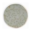 Wilkins Chalgren Medium