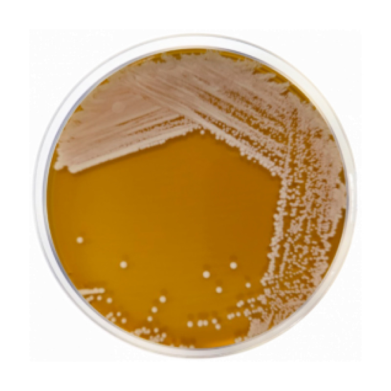 HC Agar Base