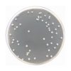 Sabouraud Dextrose Agar with Chloramphenicol and Gentamicin