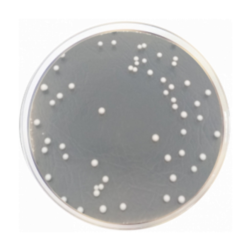 Sabouraud Dextrose Agar with Chloramphenicol and Gentamicin