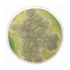 M-Green Yeast and Mold Agar