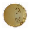 Chromogenic Agar Burkholderia Cepacia