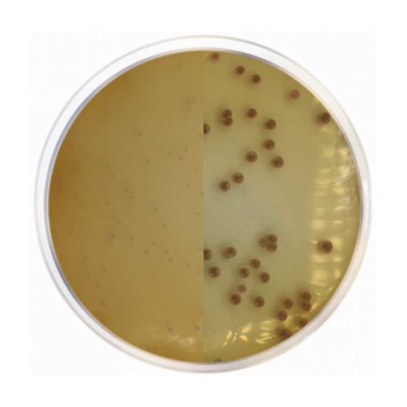 Chromogenic Agar Burkholderia Cepacia